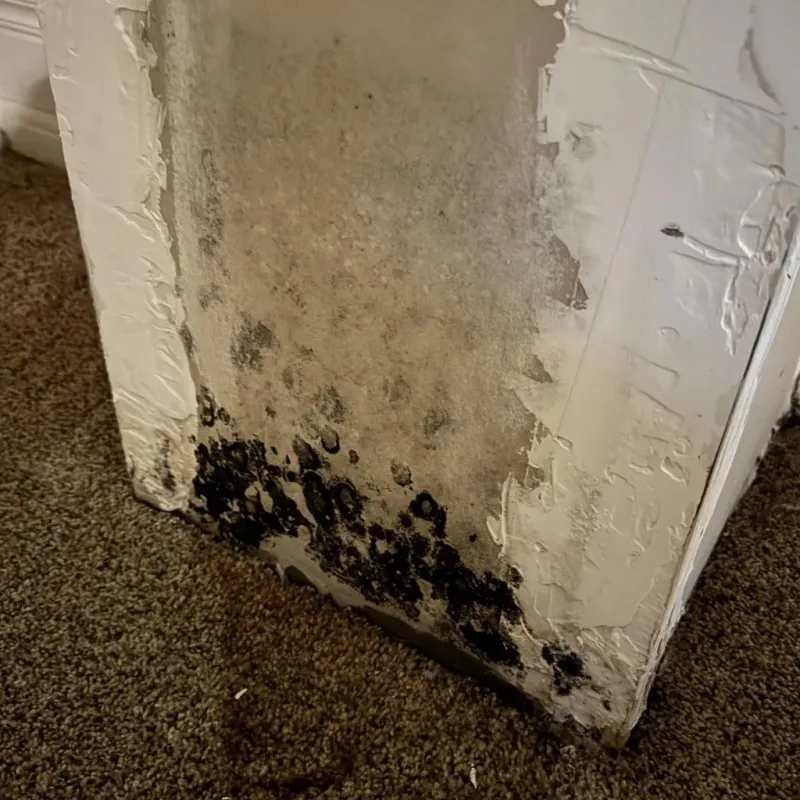 Professional Mold Removal in Gorman, NC